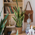 Faux Snake Plant