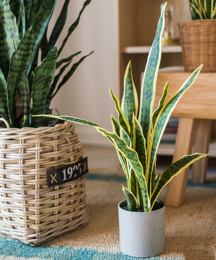 Faux Snake Plant