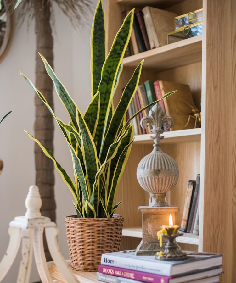Faux Snake Plant