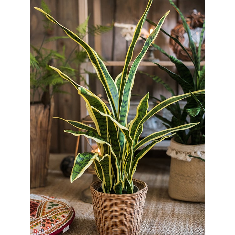 Faux Snake Plant
