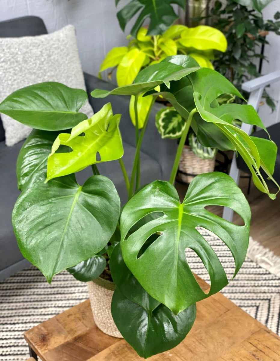 Mysteria Deliciosa
