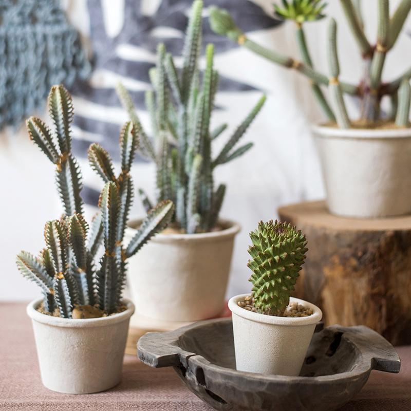 Faux Cactus Bonsai