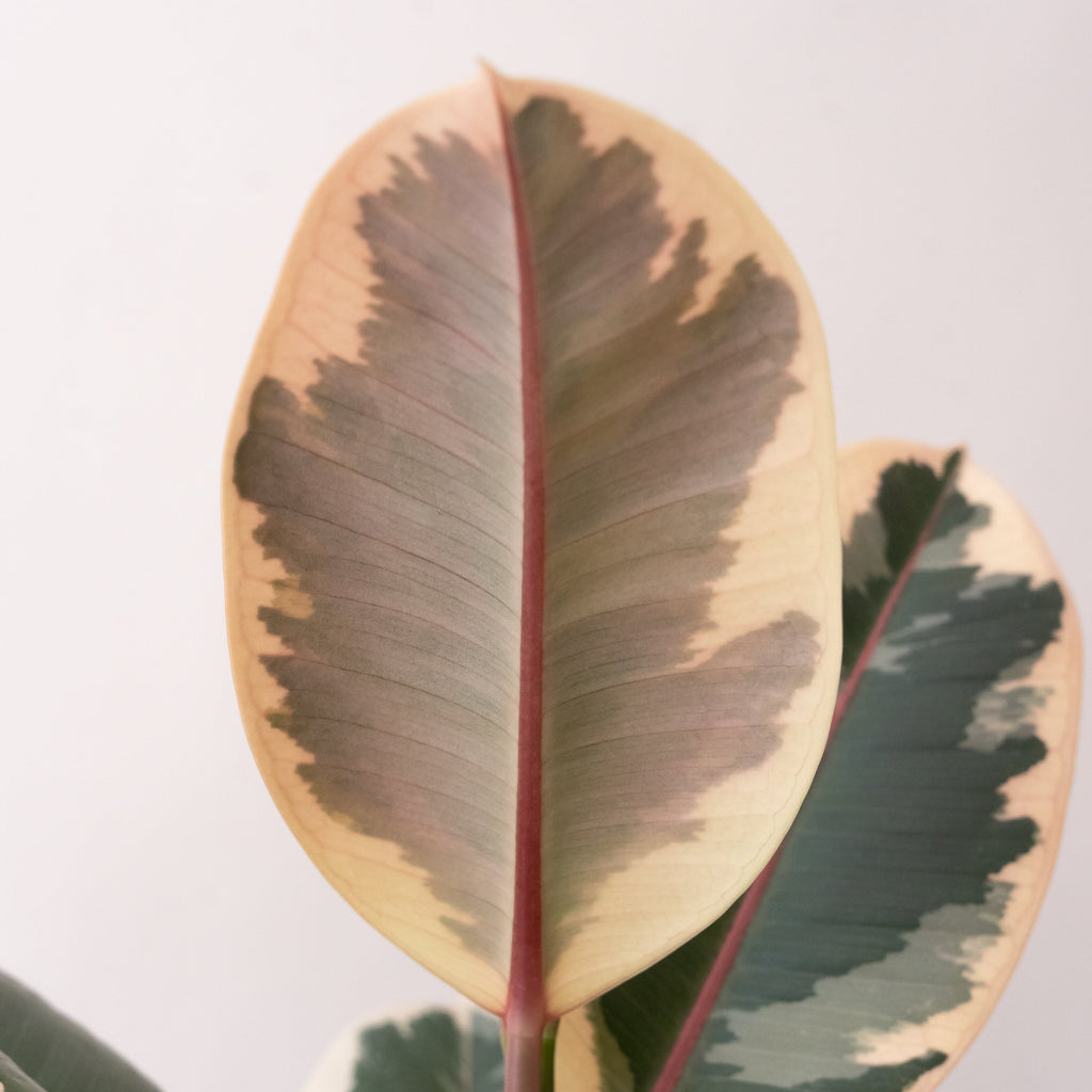 Chroma Tineke